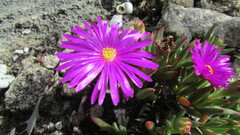 Lampranthus ceriseus