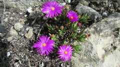 Lampranthus ceriseus