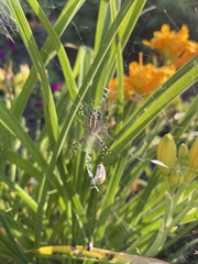 Argiope bruennichi