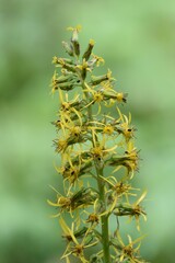 Ligularia