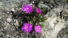 Lampranthus ceriseus