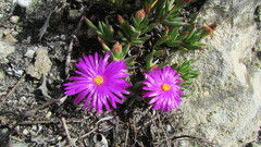 Lampranthus ceriseus