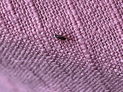 Ostearius melanopygius