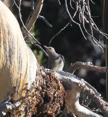 Sphyrapicus thyroideus