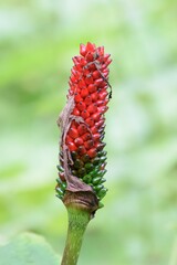 Arisaema elephas