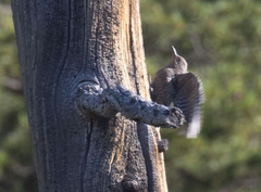 Sphyrapicus thyroideus