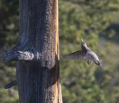 Sphyrapicus thyroideus