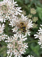 Myathropa florea