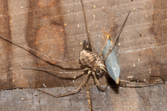 Mitopus morio