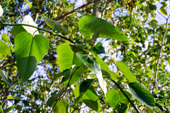 Populus trichocarpa