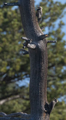 Sphyrapicus thyroideus