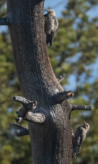 Sphyrapicus thyroideus