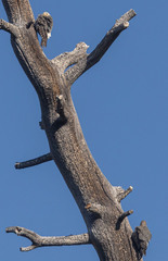 Sphyrapicus thyroideus