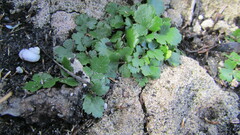 Chamarea gracillima