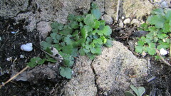 Chamarea gracillima