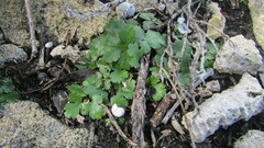 Chamarea gracillima