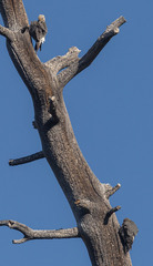 Sphyrapicus thyroideus