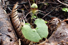 Corybas trilobus aggregate
