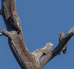 Sphyrapicus thyroideus