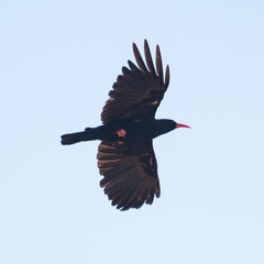 Pyrrhocorax pyrrhocorax