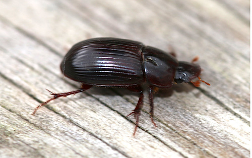 Night-flying Dung Beetle, photo 2 of 10