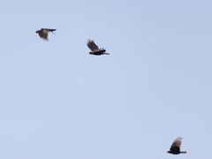 Pyrrhocorax pyrrhocorax