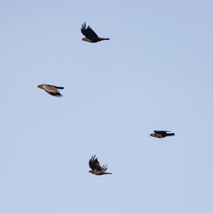 Pyrrhocorax pyrrhocorax