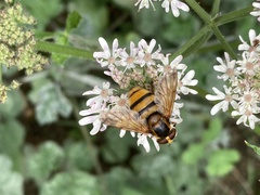 Volucella inanis
