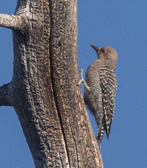 Sphyrapicus thyroideus