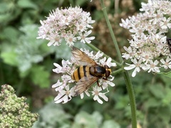 Volucella inanis