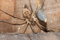 Mitopus morio