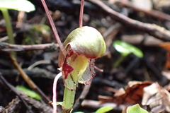 Corybas trilobus aggregate