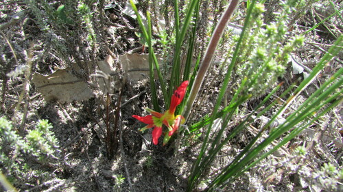 Image of Babiana ringens by (c) James Deacon, some rights reserved (CC BY-SA)