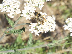 Bombus flavidus