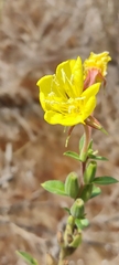Oenothera