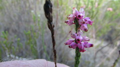 Erica rhopalantha