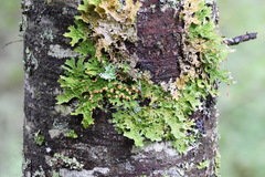 Lobaria