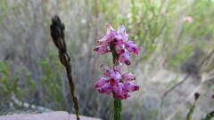 Erica rhopalantha