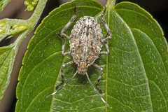 Bromocoris souefi