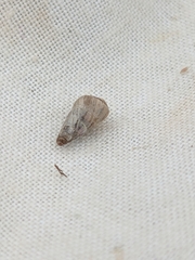 Cochlicella acuta