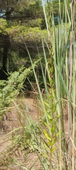 Oenothera