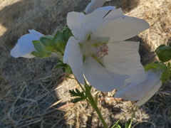 Malva moschata