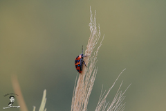 Poecilocoris druraei