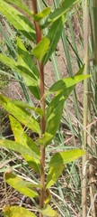 Oenothera