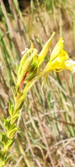 Oenothera