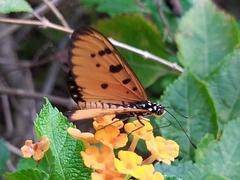 Acraea terpsicore