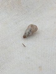 Cochlicella acuta