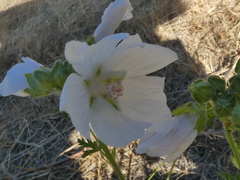 Malva moschata