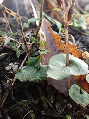 Acianthus sinclairii