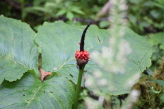 Arisaema elephas